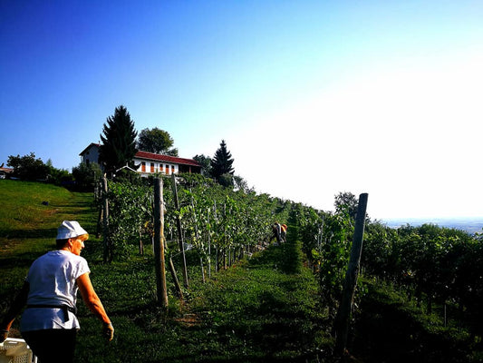 NUOVA CANTINA: CASCINA MELOGNIS